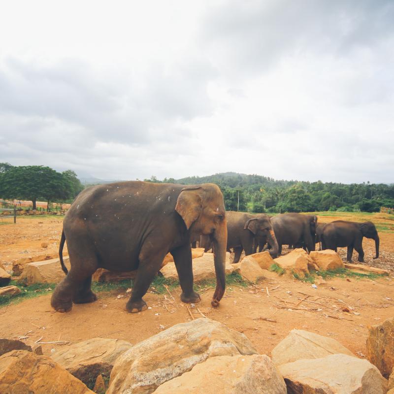 Ceylon Roads - visit Sri Lanka 