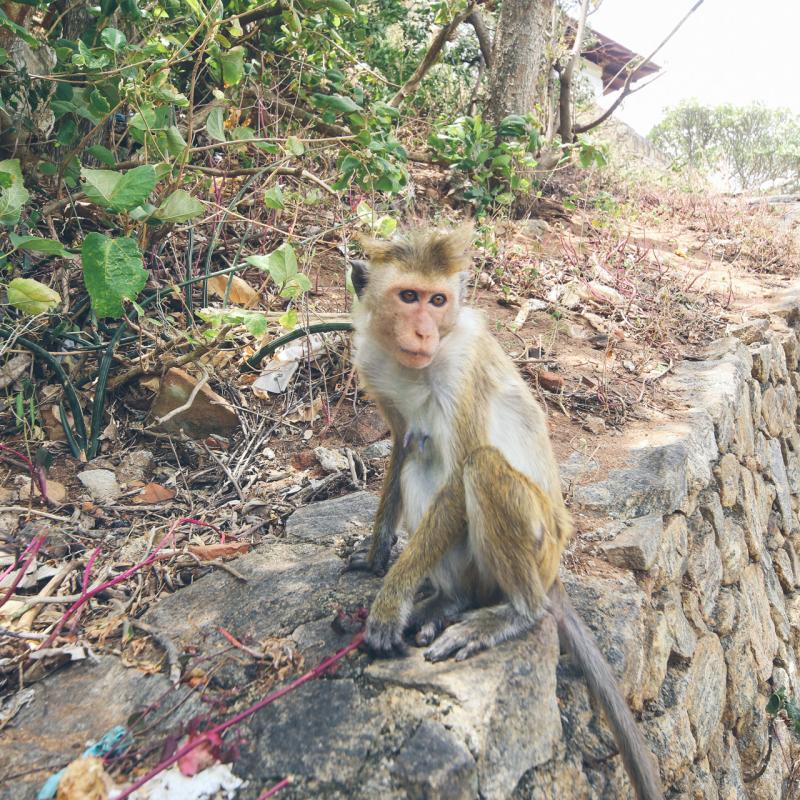 Ceylon Roads - visit Sri Lanka 